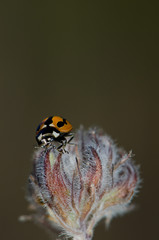 Ladybird (Coccinella miranda). Alsándara mountain. Integral Natural Reserve of Inagua. Tejeda. Gran Canaria. Canary Islands. Spain.