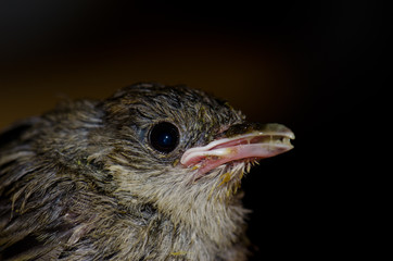 Chick of blackcap (Sylvia atricapilla). Gran Canaria. Canary Islands. Spain.