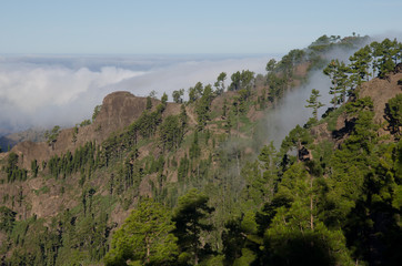 Morro del Visadero and forest of Canary Island pine (Pinus canariensis). Integral Natural Reserve of Inagua. Tejeda. Gran Canaria. Canary Islands. Spain.