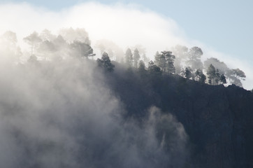 Obraz premium Forest of Canary Island pine (Pinus canariensis) against the light in a fog. Integral Natural Reserve of Inagua. Tejeda. Gran Canaria. Canary Islands. Spain.