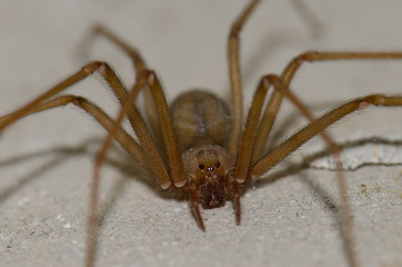 Mediterranean recluse spider (Loxosceles rufescens). Cruz de Pajonales. Integral Natural Reserve of Inagua. Tejeda. Gran Canaria. Canary Islands. Spain.