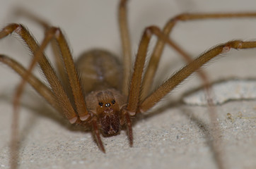 Mediterranean recluse spider (Loxosceles rufescens). Pajonales. Integral Natural Reserve of Inagua. Tejeda. Gran Canaria. Canary Islands. Spain.