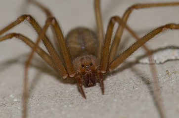 Mediterranean recluse spider (Loxosceles rufescens). Pajonales. Integral Natural Reserve of Inagua. Tejeda. Gran Canaria. Canary Islands. Spain.