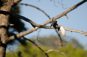 Rock dove (Columba livia canariensis) taking flight. Integral Natural Reserve of Inagua. Gran Canaria. Canary Islands. Spain.