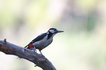 Fototapeta premium Great spotted woodpecker (Dendrocopos major thanneri). Integral Natural Reserve of Inagua. Gran Canaria. Canary Islands. Spain.