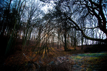Nachmittagssonne scheint zart durch einen winterlichen Wald