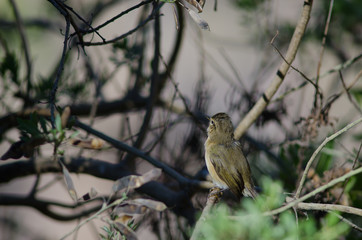 Canary Islands chiffchaff (Phylloscopus canariensis). Integral Natural Reserve of Inagua. Gran Canaria. Canary Islands. Spain.