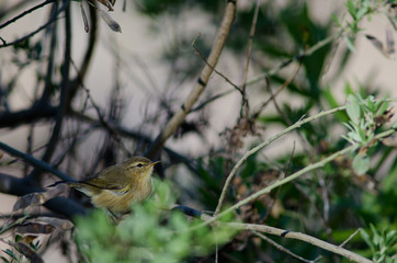 Canary Islands chiffchaff (Phylloscopus canariensis). Integral Natural Reserve of Inagua. Gran Canaria. Canary Islands. Spain.