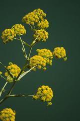 Cañaheja (Ferula linkii). Cueva Grande. San Mateo. Gran Canaria. Canary Islands. Spain.