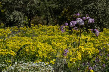 Canary buttercup (Ranunculus cortusifolius) (in the middle), Argyranthemum adauctum (bottom left) and Pericallis webbii (right). San Mateo. Gran Canaria. Canary Islands. Spain.