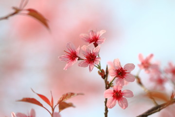 sakura Thailand