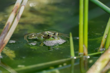 A green frog in the pond