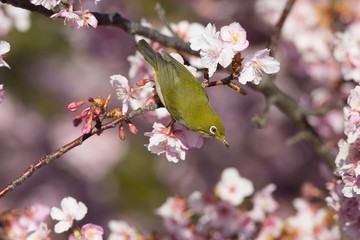 川津桜とメジロ