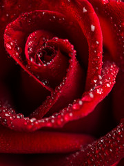 Close-up image of droplets on beautiful blooming red rose flower, Selective focus and shallow DOF, Valentine day concept