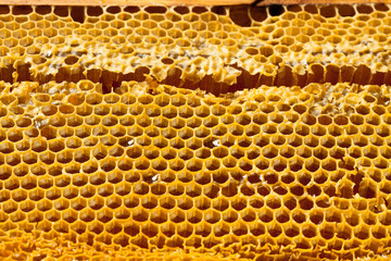 Close up studio shot of fresh organic honey - healthy food concept