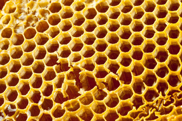 Close up shot of fresh organic honey - healthy food concept