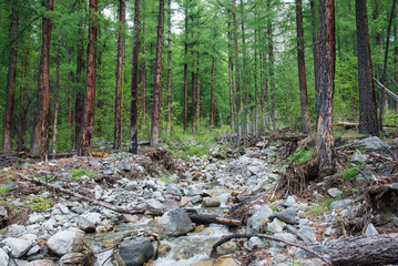 Forest of big larch trees and mountain river in summer day