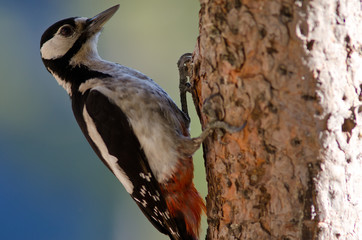 Great spotted woodpecker (Dendrocopos major thanneri). Female. Alsándara mountain. Integral Natural Reserve of Inagua. Gran Canaria. Canary Islands. Spain.