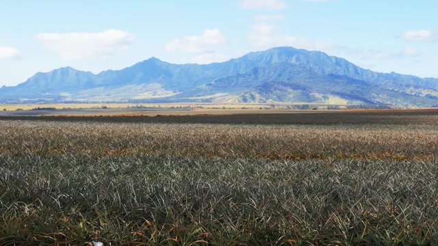 fields of pineapples at the dole plantation on the island of oahu, hawaii