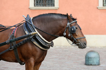 Naklejka na ściany i meble Beautiful horse in Warsaw to ferrying tourists .