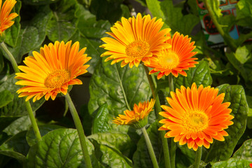 Pianta di gerbera