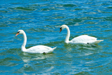 Swans swimming in the blue sea .