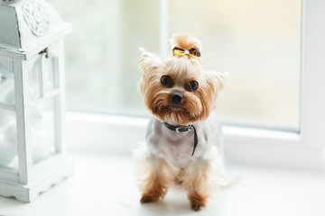 Yorkshire terrier at home new year with christmas decoration as background