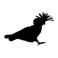 Cockatoo silhouette