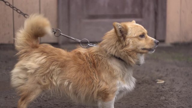 tethered yellow dog