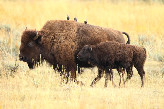 American Bison, Buffalo, Yellowstone National Park