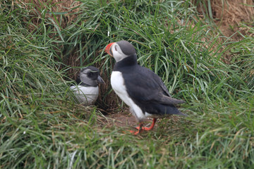 Atlantic Puffin Fratercula arctica, adult with young Iceland © Frank Fichtmüller