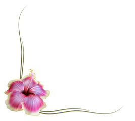 Realistic hibiscus frame, corner.
