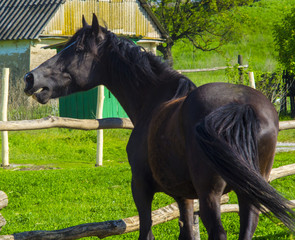 horse.  Portrait of a running horse