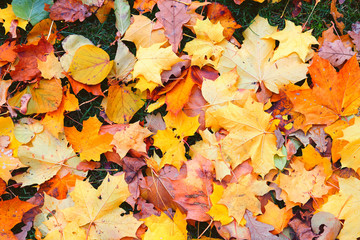 Beautiful autumn fallen leaves