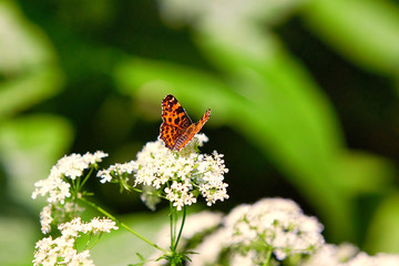 Orange butterfly on a flower