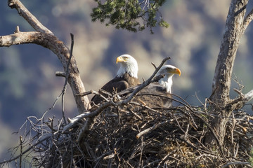 Bird watching bald eagles in nest at Los Angeles foothills © kgrif