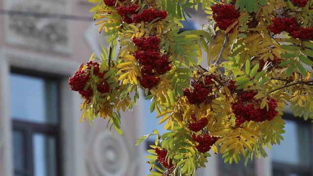 Autumn melancholy. Autumn mountain ash with yellow leaves and red berries outside window of house, scene from window, flavins and carmines
