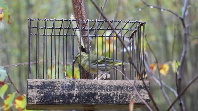 Birdcatching (fowling) as most ancient human occupation (for male only). Fowler holds cage with crossbill (Loxia curvirostra, singing male). Such small cages are used for decoy bird

