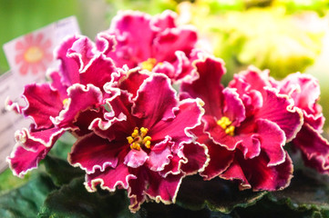 Beautiful variety of violets. Close-up. Floral background.
