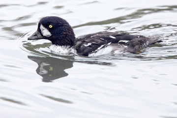 Barrow's Goldeneye (Bucephala islandica) a moulting male, captive bird, Sussex, England, UK.