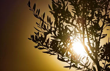 Olive branches at sunset, Peloponnese, Greece.