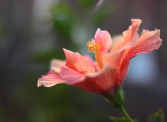 Bl&uuml;tentr&auml;ume