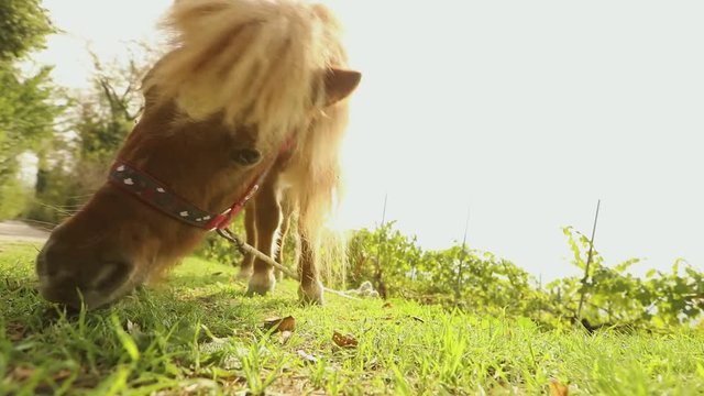 brown pony is eating grass in the back of the camera, pony is eating grass, close-up
