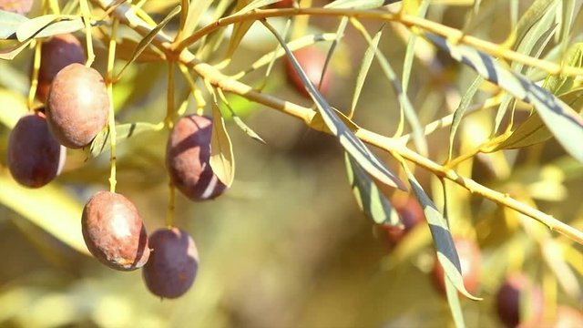 Ripe olives growing on a tree closeup. Olive oil. Slow motion 4K UHD video footage. 3840X2160