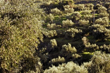 Olive grove near Kalamata city in Peloponnese, Greece