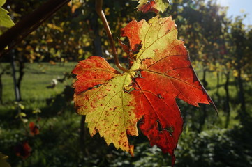 Herbstzeit