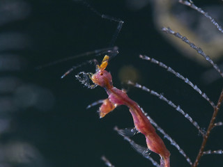 Skeleton Shrimp, Widderkrebschen (Caprellidae) 