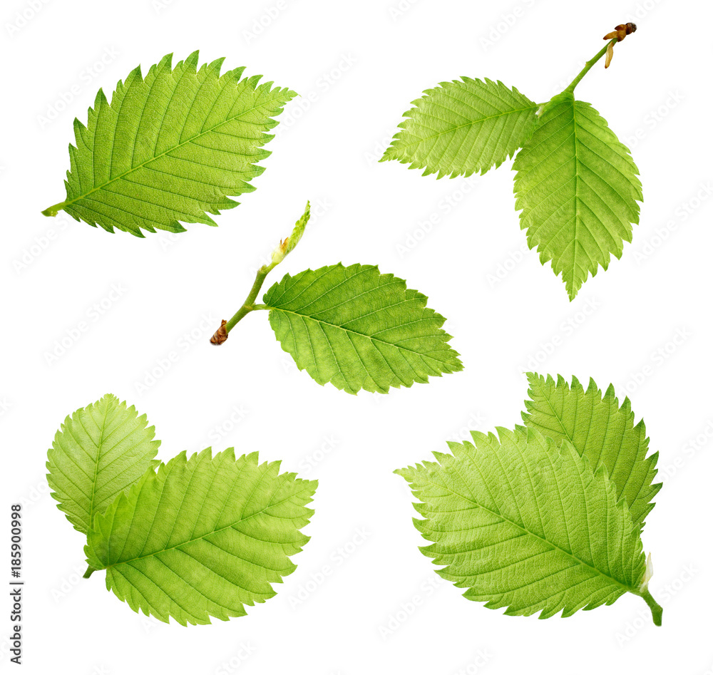 Wall mural hazelnuts leaves isolated on white background. collection.