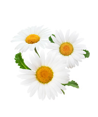 Daisy composition isolated on white background as package design element.