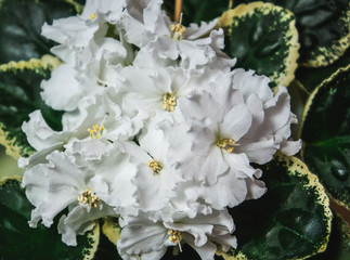Beautiful variety of violets. Close-up. Floral background.
